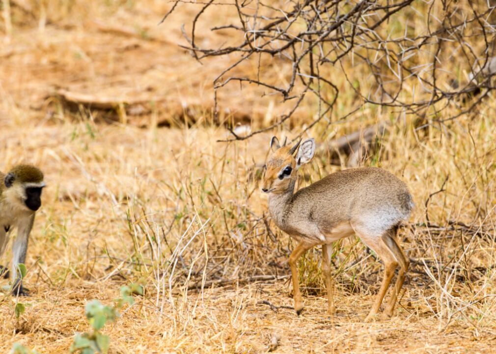 Antelope and monkey